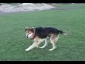 It's only my old dog.  Rex. A rescue dog,