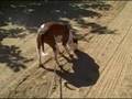 videos de Omen Tracking