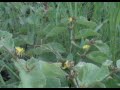 Bees 006