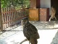 Great Horned Owl