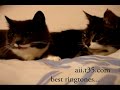 Speaking cats!