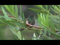 Broad-tailed Hummingbird Broad-tailed Hummingbird