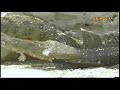 fish vs snake