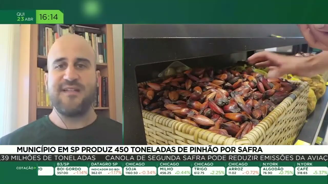 Município em SP produz 450 toneladas de pinhão por safra