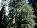 Ahwahnee Rock Slide
