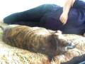 videos de Mom & Milo Fighting