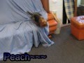 videos de My little Yorkie~~~Peach~