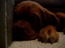 Bourdy Sleeping