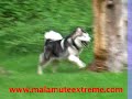 Guan Yu Kennels Malamute Extreme
