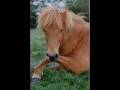 videos de Icelandic Horses - Rockstar (Ch!pz)