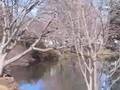 Mt-Auburn-Cemetery-M