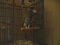 MJ, the African Grey Parrot, Transcript 1
