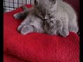 KOCICACI 2 KOCICACI 2
