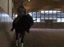 Doolittle Hanoverian gelding from Davignon Doolittle Hanoverian gelding from Davignon