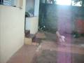 videos de Fiona, Madona e Pinguim