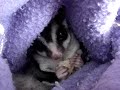 furbat the sugar glider eats a banana