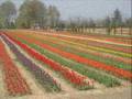 Jammu and Kashmir