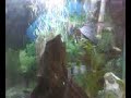 Mon aquarium continental