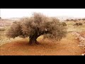 Raje3 3ala Blady - Beit Hanina