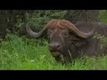 Lion and buffalo 22hr ordeal