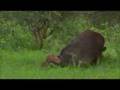 Lion and buffalo 22hr ordeal