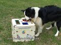 Centro Studi del Cane - Il Trasformista