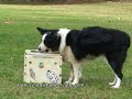 Centro Studi del Cane - Il Trasformista