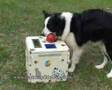 Centro Studi del Cane - Il Trasformista