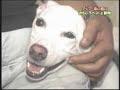 saver the wonder dog saver the wonder dog
