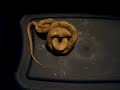 my corn snake killing and eating a mouse to drowning pool bodies