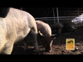 Kyzer Farms.mov