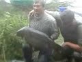 BIG CARP FISH ARINO 2006 BIG CARP FISH ARINO 2006