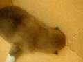 07/1-公母幼犬號-日新犬舍