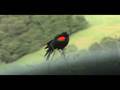 Red-winged Blackbird