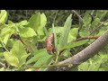 Reading Eagle: Brood XIV Periodical Cicadas