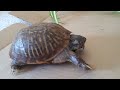 As promised, for helping us raise over $5844, which is 20% to this season's Child's Play Charity fundraiser goal, I bring you along as I feed my pet box turtle named Speedy! Speedy is an Eastern Box Turtle that I got back in the 4th grade, in 1991 if you can believe it. Being at least 20-years old, Speedy is older than many of you who watch Far Lands or Bust! She likes eating live mealworms, so today we are serving an assortment of grubbly little Waxworms and crunchy Superworms. Behold! A vicious predator of death and doominess! Thanks for watching! Keep giving to Child's Play Charity using the ChipIn widget on the homepage of farlandsorbust.com and I'll be sure to have another fun video when we reach the 30% milestone! Get Minecraft www.minecraft.net