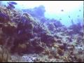 Lukasz dives Palancar Gardens with Eagle ray.mpg
