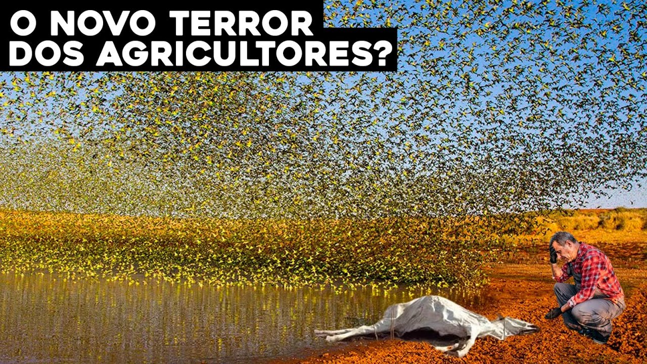 A Infestação De Papagaios E Maritacas Em Fazendas