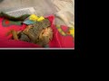 Baby Squirrels Spooning