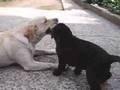 Labrador puppy