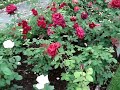 Boston Rose Garden