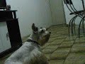 Click here to watch this video Fred e seus truques.
