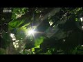 bbc: jungle   human voices in the jungle