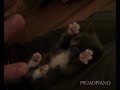 Gattino ginnasta