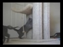 Russian Blue Kittens Playing with music Russian Blue Kittens Playing with music
