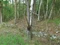 the clearest cryptozoology bigfoot video evidence