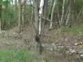 THE CLEAREST CRYPTOZOOLOGY BIGFOOT VIDEO EVIDENCE