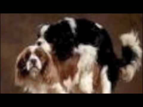 animals humping women