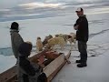 Got the Seal ( Graphic )