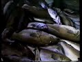 Georgie Cod Fishing Georgie Cod Fishing